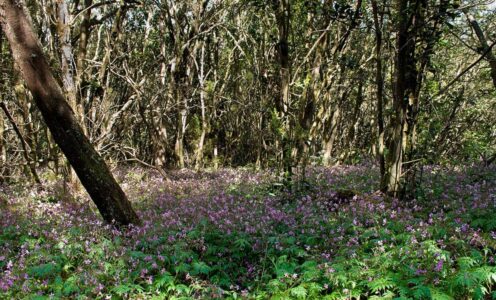 Discover the island of La Gomera